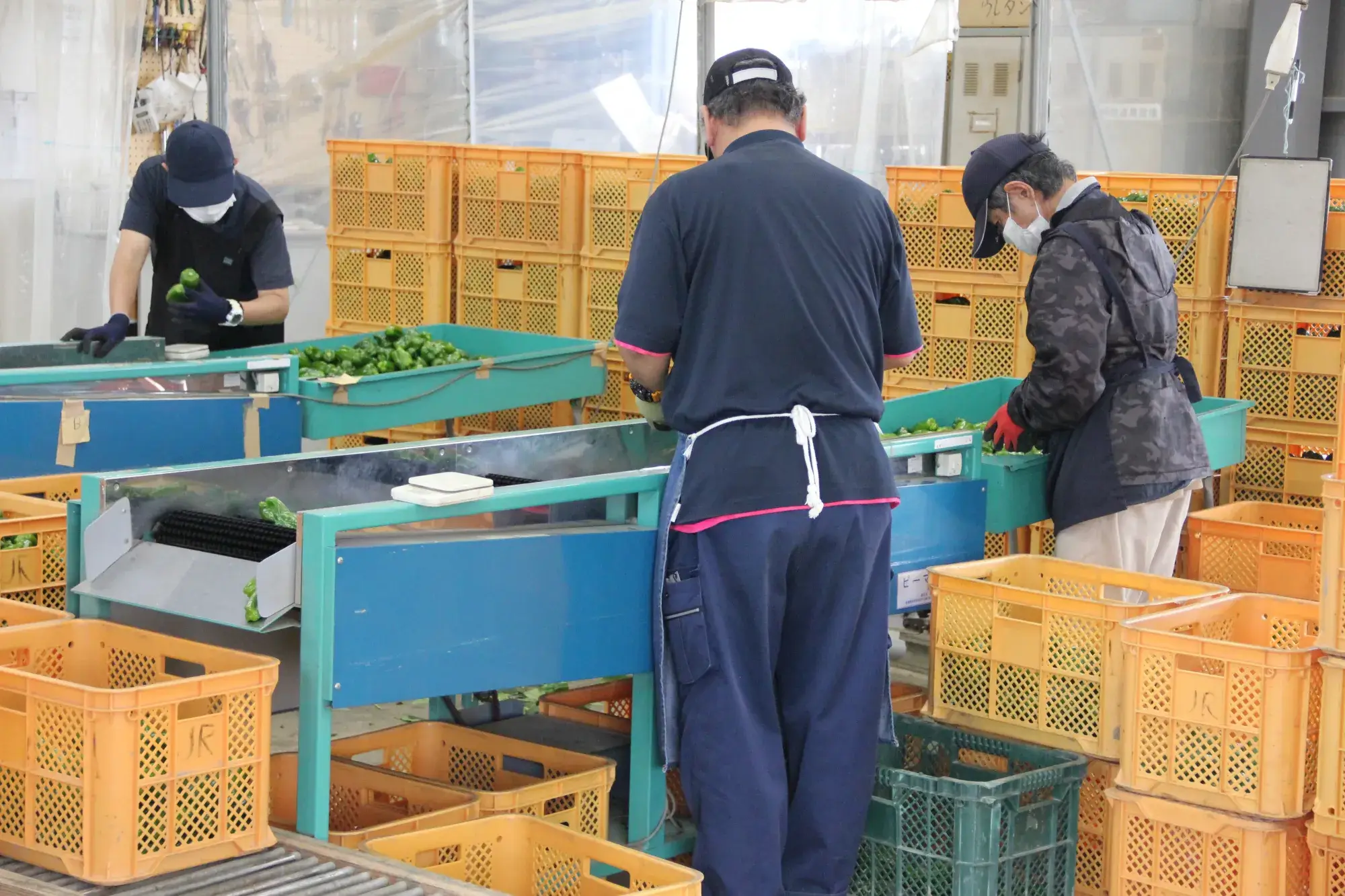 【野菜選別のお仕事について】 地元農家から届いた野菜をきれいに洗い、傷や汚れをチェックして袋詰めするお仕事です。